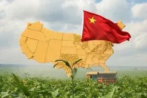 excesso de soja na China