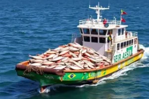 exportação de pescados